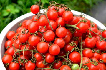 Little red cherry tomatoes nature background.