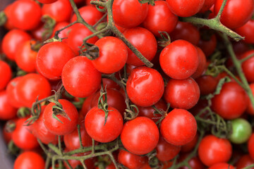 Little red cherry tomatoes nature background.