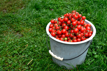 Little red cherry tomatoes nature background.