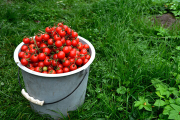 Little red cherry tomatoes nature background.