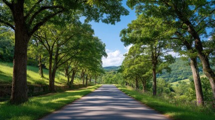 Scenic Tree-Lined Road in Lush Green Landscape Under Clear Blue Sky with Mountain View in Background