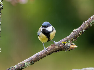 Kohlmeise, Parus major