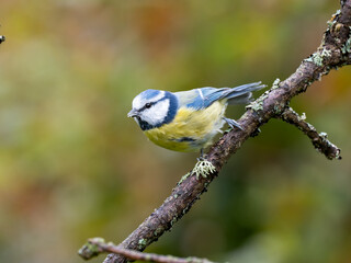 Blaumeise, Cyanistes caeruleus,