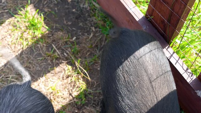 Little pigs, minipigs in a paddock on a farm in summer