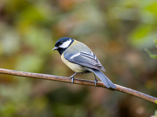 Kohlmeise, Parus major