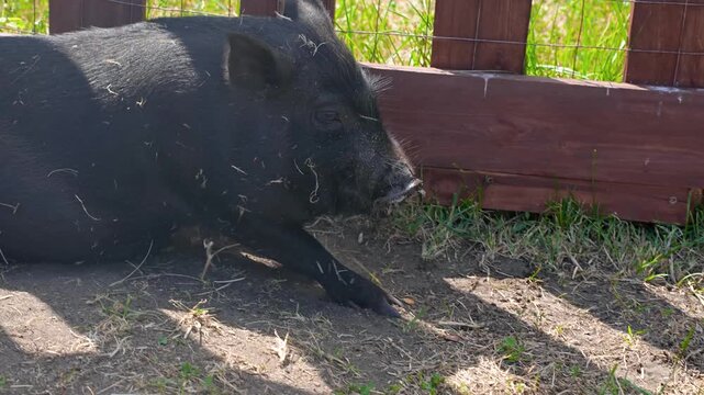 Little pigs, minipigs in a paddock on a farm in summer