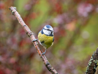 Blaumeise, Cyanistes caeruleus,