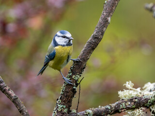 Blaumeise, Cyanistes caeruleus,