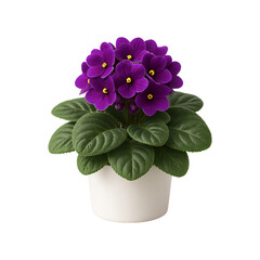 Violet houseplant in white ceramic pot, purple flowers png file isolated on transparent background
