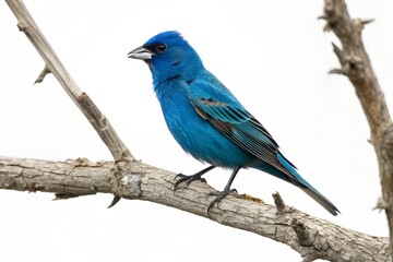 Obraz premium Indigo Bunting Perched Isolated on White