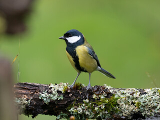 Fototapeta premium Kohlmeise, Parus major