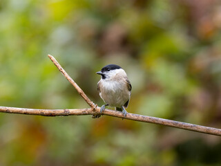 Sumpfmeise, Marsh tit