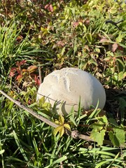 Giant puffball in the lawn - Vesse de loup géante dans la pelouse