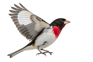 Obraz premium Rose-breasted Grosbeak Half Open Wings Isolated