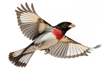 Rose-breasted Grosbeak Flying Isolated on White