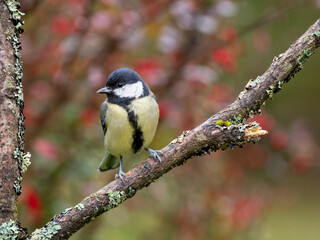 Kohlmeise, Parus major