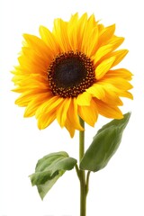Fototapeta premium Close up of a vibrant sunflower against a white background