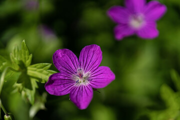 Fototapeta premium Meadow geranium (lat. Gerаnium pratеnse) with dew drops, after rain close-up. Lilac flowers in the field