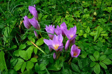Purple flowers of autumn crocus on the meadow. Colchicum autumnale