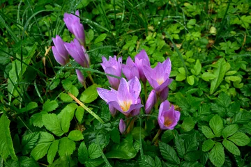 Fotobehang Krokus Purple flowers of autumn crocus on the meadow. Colchicum autumnale  © wiha3