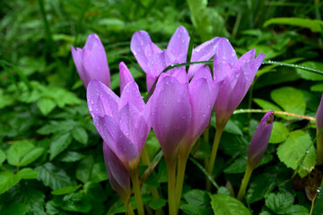 Purple flowers of autumn crocus on the meadow. Colchicum autumnale