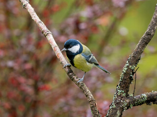 Kohlmeise, Parus major