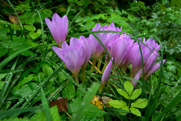 Purple flowers of autumn crocus on the meadow. Colchicum autumnale