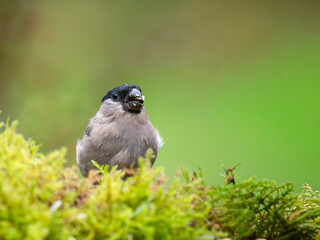 Gimpel, Dompfaff, Eurasian bullfinch