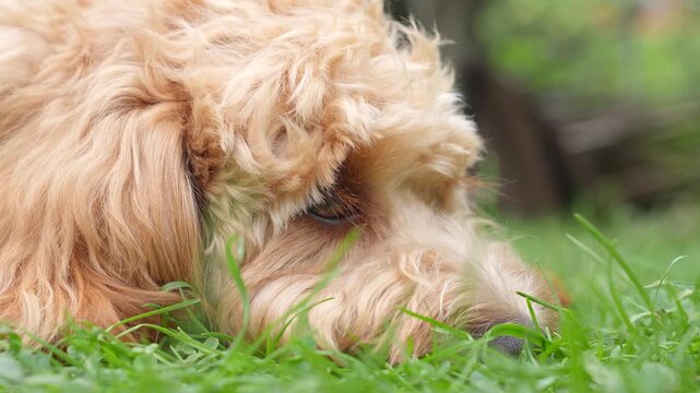 A close portrait of a charming curly brown dog of breed Labradoodle or Cavapoo outdoor sleeping on grass.