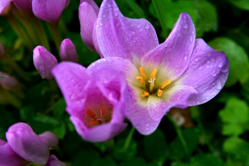 Purple flowers of autumn crocus on the meadow. Colchicum autumnale