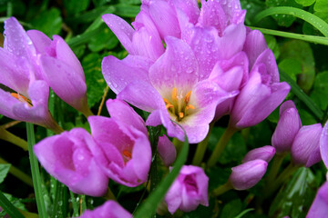 Purple flowers of autumn crocus on the meadow. Colchicum autumnale