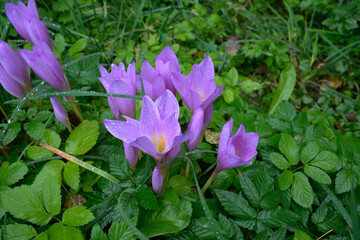 Purple flowers of autumn crocus on the meadow. Colchicum autumnale