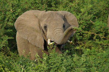 Close-up of a majestic African elephant with tusks and raised trunk in Queen Elizabeth National Park, Uganda. A symbol of safari adventure, wildlife travel and the beauty of East African nature.
