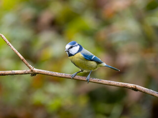 Blaumeise, Cyanistes caeruleus,