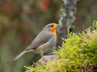Rotkehlchen, European robin
