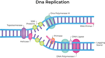 DNA Replication Process diagram vector illustration