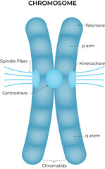 Chromosome Structure Diagram Vector Illustration