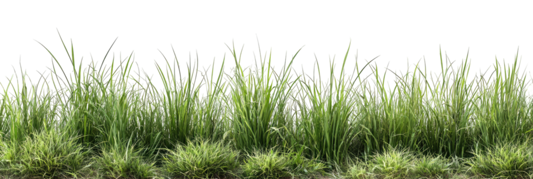 Lush green grass field