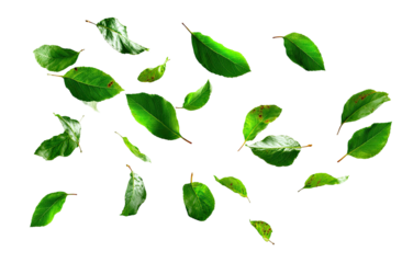 Scattered vibrant green leaves on transparent background