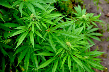 Close up of cannabis plant