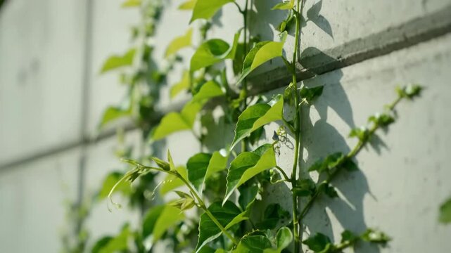 Organic green vine plants gracefully ascend a vertical surface, creating an evolving natural grid pattern in a detailed timelapse greenwall, trellis, architecture