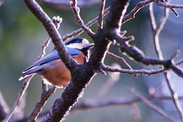 枝に止まる野鳥のヤマガラ