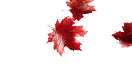 Falling crimson maple leaves against a transparent background