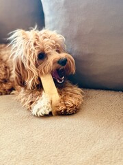 Puppy Eating Bone on Couch – Cozy Indoor Pet Scene.