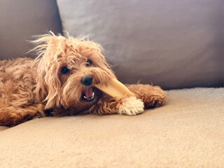 Puppy Eating Bone on Couch – Cozy Indoor Pet Scene.