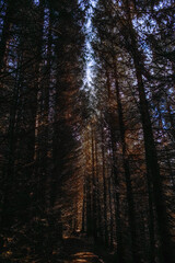 Dramatic low angle view of the sun's rays shining and entering through the tall, dark pine trees of an autumn forest.