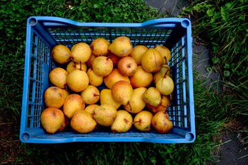 Close-up of golden yellow pears