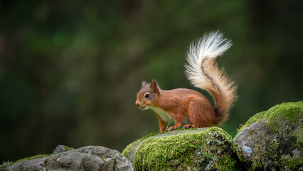 Eichh&ouml;rnchen (Sciurus vulgaris), Eichkater, Eichkatze, Eichk&auml;tzchen, H&ouml;rnchen, Baumfuchs, Eichhalm, Katteker, Eichkatzerl, Baumkobold oder Waldkobold