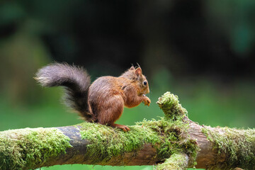 Eichh&ouml;rnchen (Sciurus vulgaris), Eichkater, Eichkatze, Eichk&auml;tzchen, H&ouml;rnchen, Baumfuchs, Eichhalm, Katteker, Eichkatzerl, Baumkobold oder Waldkobold