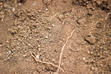 Close-up of dry soil with visible roots and clumps, showing natural texture and plant interaction. Ideal for agriculture, botany, or environmental science themes.